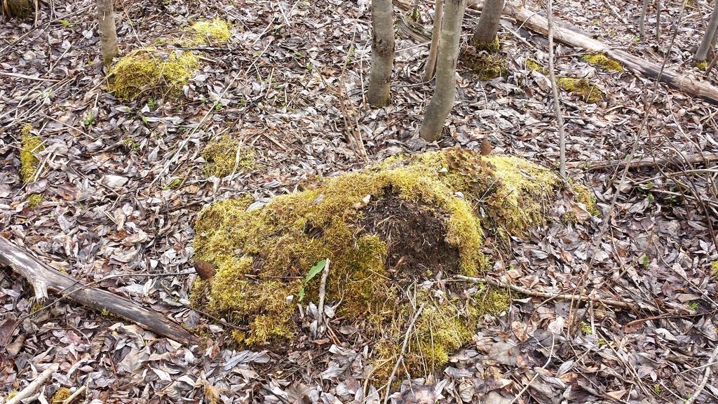Morel hunting Alberta Outdoorsmen Forum